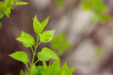 Bahçede yeşil yapraklar