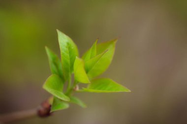 Bahçede yeşil yapraklar