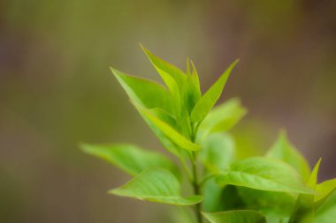 Bahçede yeşil yapraklar