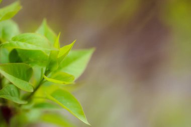 Bahçede yeşil yapraklar