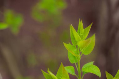 Bahçede yeşil yapraklar