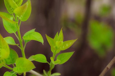 Bahçede yeşil yapraklar