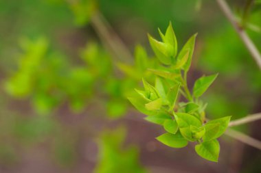 Bahçede yeşil yapraklar