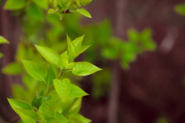 Bahçede yeşil yapraklar