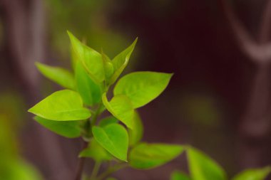 Bahçede yeşil yapraklar