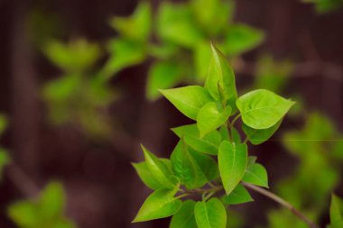 Bahçede yeşil yapraklar