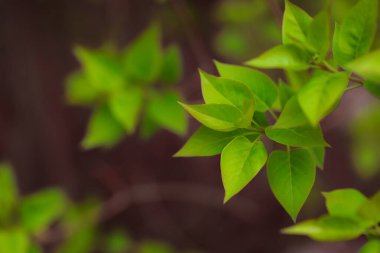 Bahçede yeşil yapraklar
