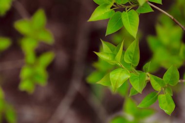 Bahçede yeşil yapraklar
