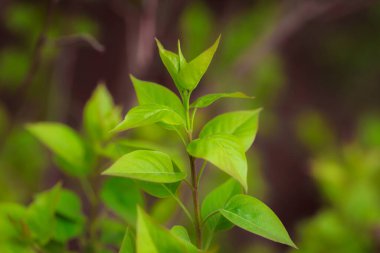 Bahçede yeşil yapraklar