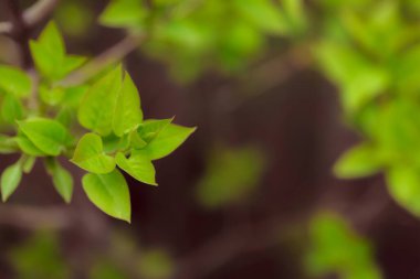 Bahçede yeşil yapraklar