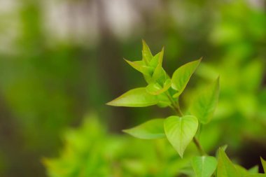 Bahçede yeşil yapraklar