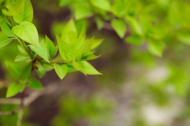 Bahçede yeşil yapraklar