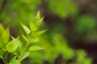 Bahçede yeşil yapraklar