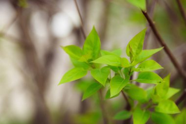 Ormanda yeşil yapraklar