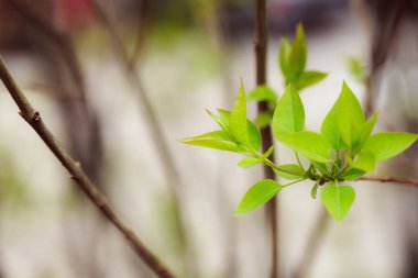 bir ağaç dalında yeşil yapraklar