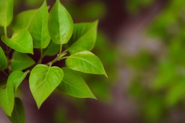 Bahçede yeşil yapraklar