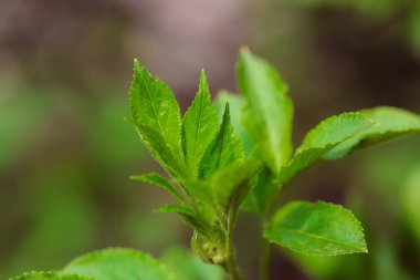 Bahçede yeşil yapraklar