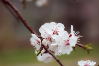 Ağaçtaki güzel bahar çiçekleri