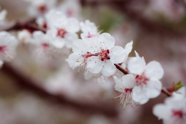 Bahçede güzel bahar çiçekleri