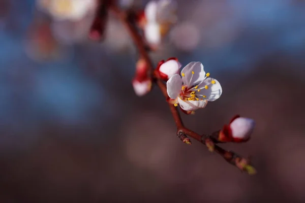Flori Frumoase Primăvară Copac — Fotografie, imagine de stoc