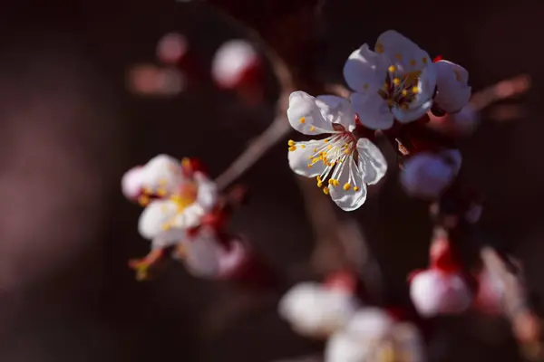 春天的樱花 — 图库照片