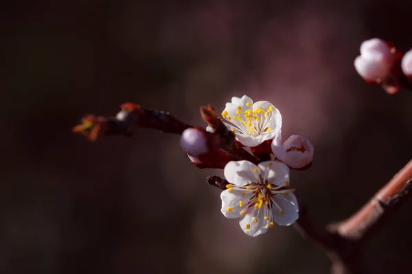 Frumos Cireș Înflorit Primăvară — Fotografie, imagine de stoc