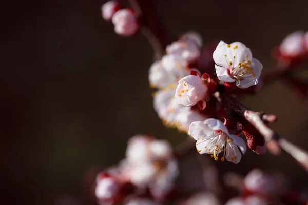 Cherry Blossom Spring — Stock Photo, Image