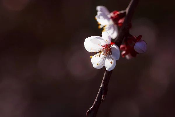 树上美丽的春花 — 图库照片