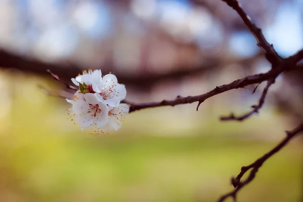Flori Frumoase Primăvară Grădină — Fotografie, imagine de stoc