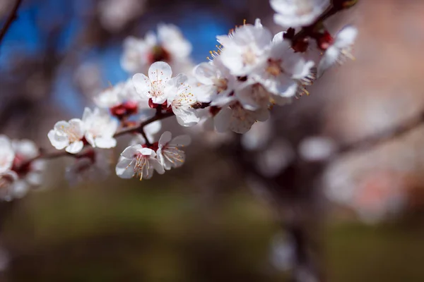 Belles Fleurs Printanières Dans Jardin — Photo