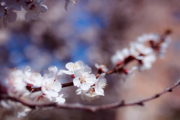 Flori Primăvară Copac — Fotografie, imagine de stoc