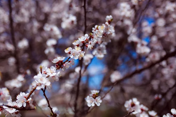Flori Frumoase Primăvară Grădină — Fotografie, imagine de stoc