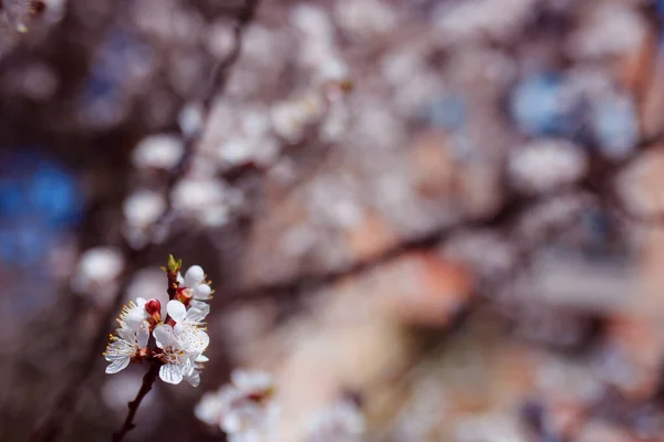 Flori Frumoase Primăvară Grădină — Fotografie, imagine de stoc