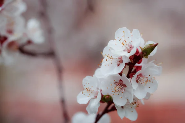 Cherry Blossom Spring — Stock Photo, Image