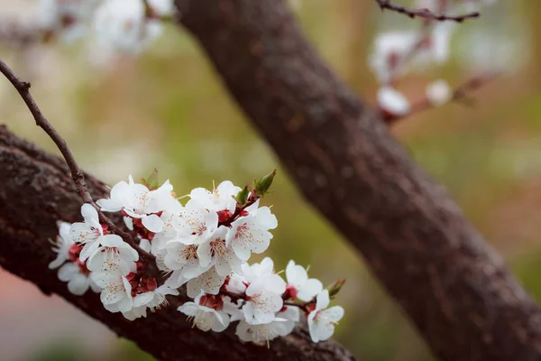 Beau Cerisier Fleurs Printemps — Photo