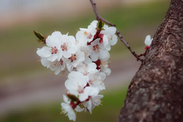 Beau Cerisier Fleurs Printemps — Photo