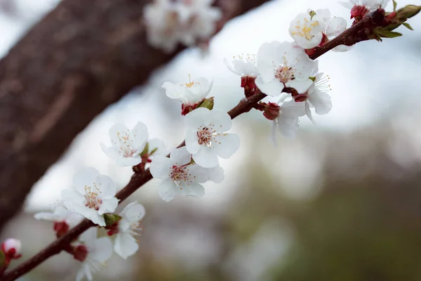 Beau Cerisier Fleurs Printemps — Photo