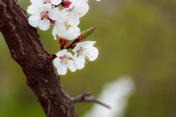 Fiori Bianchi Nel Giardino Primaverile — Foto Stock