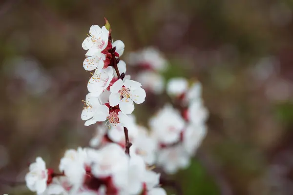 Belles Fleurs Dans Jardin — Photo