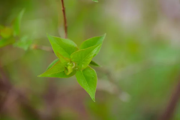 Πράσινα Φύλλα Στον Κήπο — Φωτογραφία Αρχείου