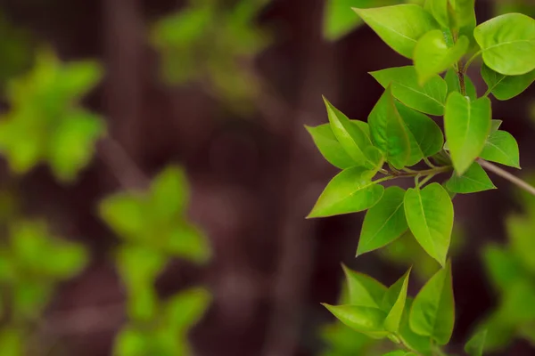 Folhas Verdes Jardim — Fotografia de Stock