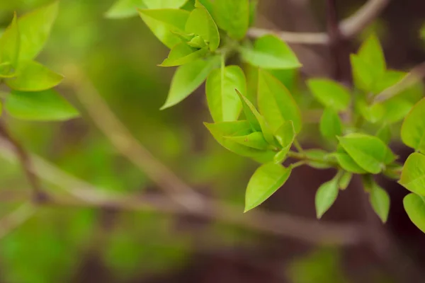 Folhas Verdes Jardim — Fotografia de Stock