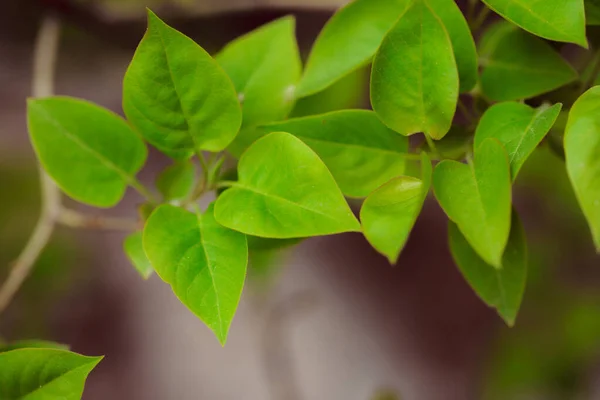 Groene Bladeren Tuin — Stockfoto