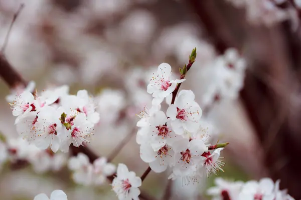 Fleur Cerisier Printemps — Photo