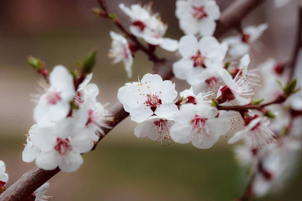 Belles Fleurs Printanières Dans Jardin — Photo