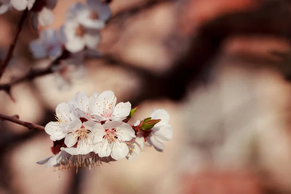 Flori Primăvară Copac — Fotografie, imagine de stoc