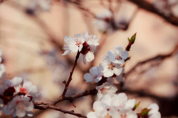 Flori Frumoase Primăvară Copac — Fotografie, imagine de stoc