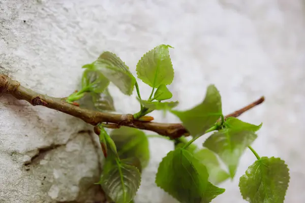 Grüne Blätter Auf Einem Ast — Stockfoto