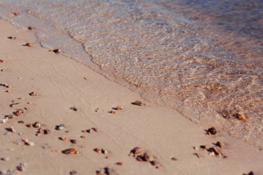 Kumsalda kumsalda dalgalar ve deniz kabukları