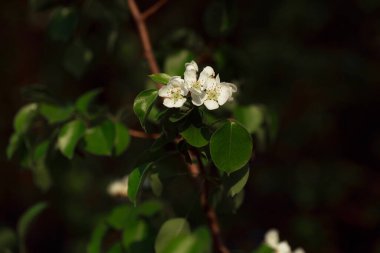 Bahçedeki güzel beyaz çiçekler